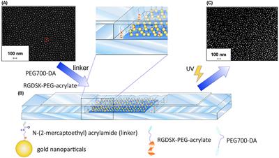 Nanostructured Bifunctional Hydrogels as Potential Instructing Platform for Hematopoietic Stem Cell Differentiation